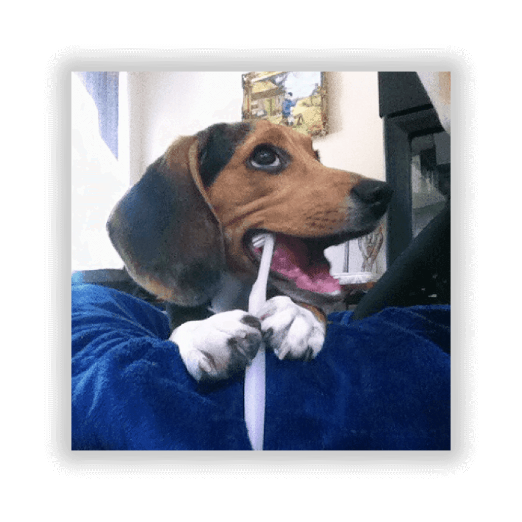 Dogs Brushing Teeth 1