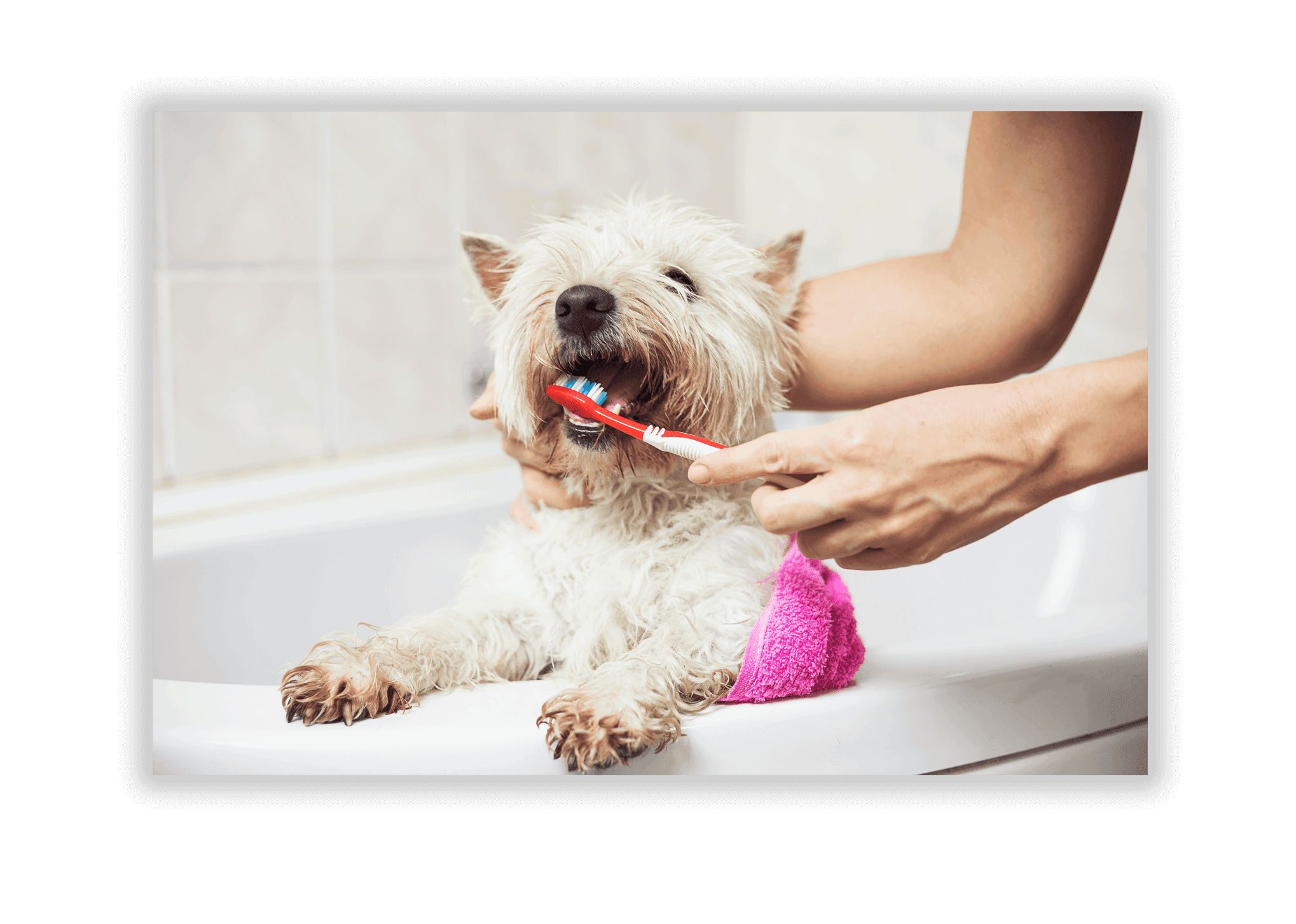 Dogs Brushing Teeth 3